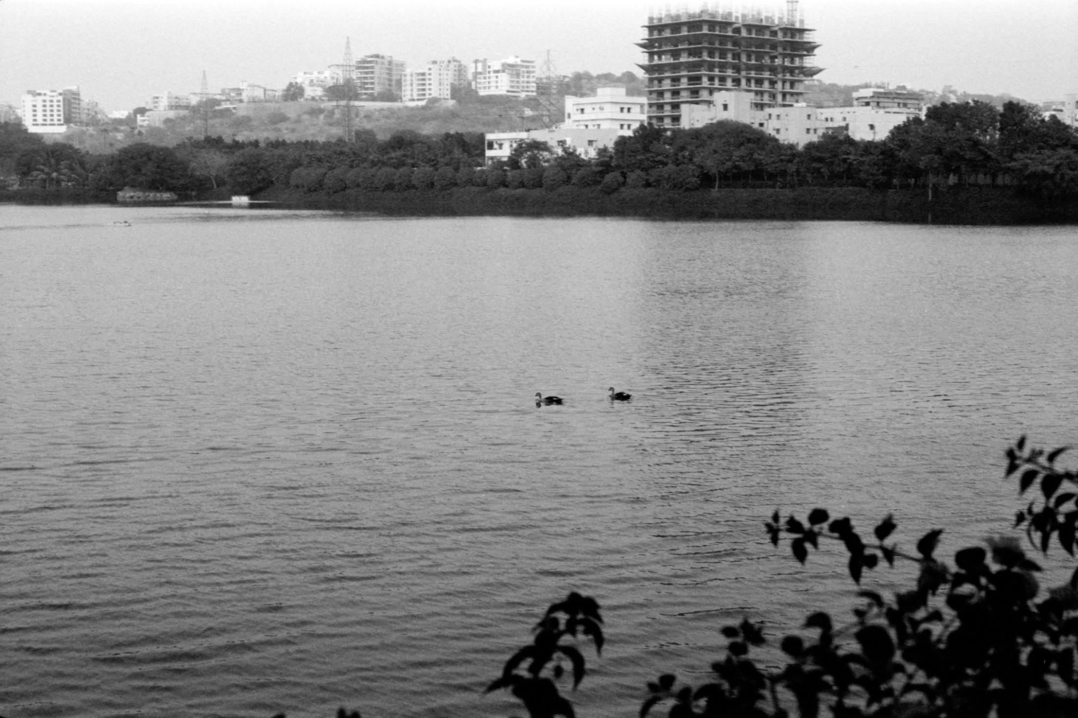Two swans in a lake