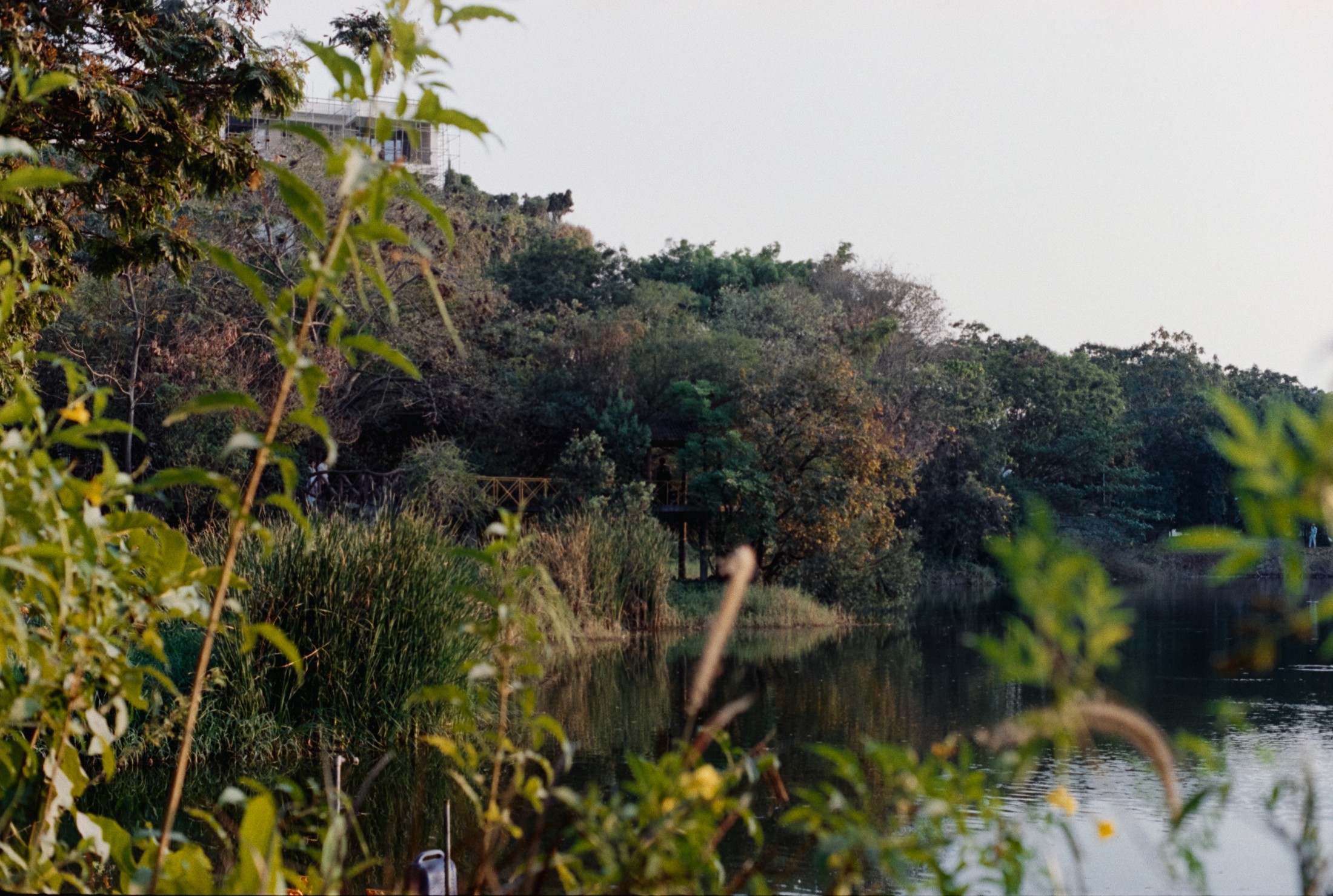 View at Lotus Pond